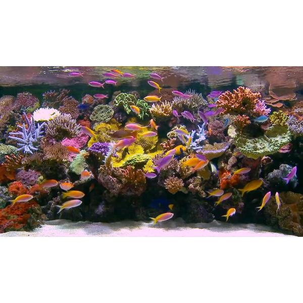 DVD Aquarium Barrier Reef
