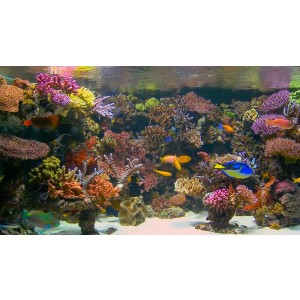 DVD Aquarium Barrier Reef